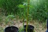 dopewear-albums-ghetto-veg-box-first-outdoor-grow-picture64708-dsc-3178.jpg