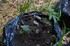 dopewear-albums-ghetto-veg-box-first-outdoor-grow-picture64709-dsc-3179.jpg