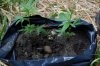 dopewear-albums-ghetto-veg-box-first-outdoor-grow-picture64714-dsc-3180.jpg