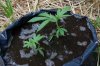 dopewear-albums-ghetto-veg-box-first-outdoor-grow-picture64715-dsc-3181.jpg