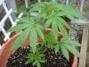 jonboy30-albums-jonboy-s-2009-outdoor-grow-picture64496-nl-june-20-2009-side.jpg