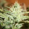 Day 58 - WW Bud 1.jpg