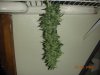 mariapastor-albums-my-medical-grow-picture64540-dscn3038.jpg