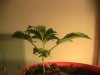 my plants 005.jpg