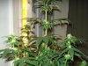 day 21 of flowering 010.jpg