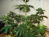 day 21 of flowering 018.jpg