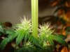 day 21 of flowering 016.jpg