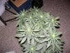 3rd Grow 58 Days 001.jpg