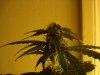 day 22 of flowering 024.jpg