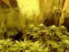 3rd Grow 59 Days 004.jpg