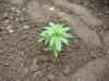 jonboy30-albums-jonboy-s-2009-outdoor-grow-picture65096-swiss-cheese-girl-6-24.jpg