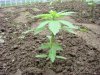 jonboy30-albums-jonboy-s-2009-outdoor-grow-picture65097-swiss-cheese-girl-6-24.jpg