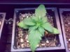 Biggest plant-day 12.jpg