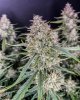 Purple punch auto @barneys_farm day 71-2.jpg