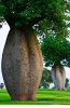 Toborochi-Amazin-Tree1.jpg