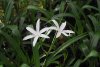 Crinum.jpg