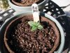 socal70-albums-1st-grow-picture65506-day11f.jpg