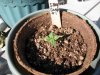 socal70-albums-1st-grow-picture65507-day11g.jpg