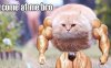 musclecat.jpg