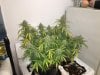 2249640_dutch-passion-auto-cinderella-jack-grow-journal-by-copkillerdutch-passionauto-cinderel...jpg