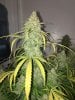 2249642_dutch-passion-auto-cinderella-jack-grow-journal-by-copkillerdutch-passionauto-cinderel...jpg