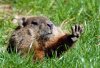 CKTB-News-Groundhog.jpg