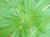 jonboy30-albums-jonboy-s-2009-outdoor-grow-picture65553-extreme-closeup-2.jpg