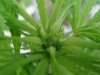 jonboy30-albums-jonboy-s-2009-outdoor-grow-picture65554-extreme-side-closeup.jpg