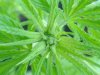 jonboy30-albums-jonboy-s-2009-outdoor-grow-picture65552-extreme-closeup.jpg