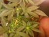 first grow 006.jpg