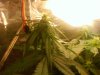 first grow 008.jpg