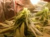 first grow 022.jpg