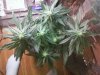 first grow 029.jpg