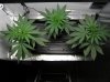 grow log 097.jpg