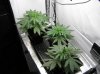 grow log 094.jpg