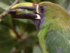 toucantoss.gif