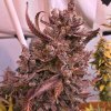 dragonsflamegenetics-1608265779531.jpg