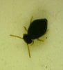 black springtail.jpg