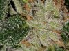 Bud Trichomes 04.jpg