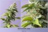 Dinafem - Blue Berry Cookies - Plant 3 -  1 Litre Pot Of Coco Perlite - Random Cola - 23-02-2021.jpg