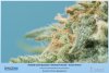 HSO - Sherbinski - Bud And Trichome Development - 24-02-2021.jpg