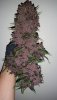 6321-purple-lemonade.jpg