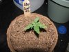 socal70-albums-1st-grow-picture66018-day13h.jpg