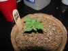 socal70-albums-1st-grow-picture66017-day13g.jpg