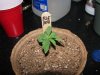 socal70-albums-1st-grow-picture66015-day13e.jpg