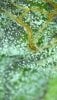 Harvested Bud Trichomes 02.jpg