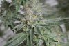 Grow 5 G45 x CD #2 Day 57 Lower Bud.JPG