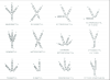 Representations-of-bird-foot-classification-from-Raikow-1985-Sections-of-each-digit.png