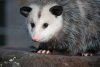 Opossum.jpg