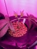 3595762_wedding-cake-orange-cookies-x-nicole-grow-journal-by-voidrealmz.jpg